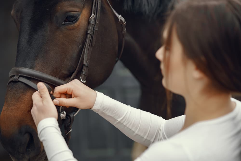 seguros para caballos